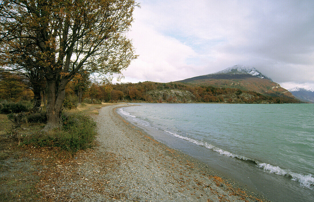 Tierra de Fuego National Park. Patagonia. Argentina