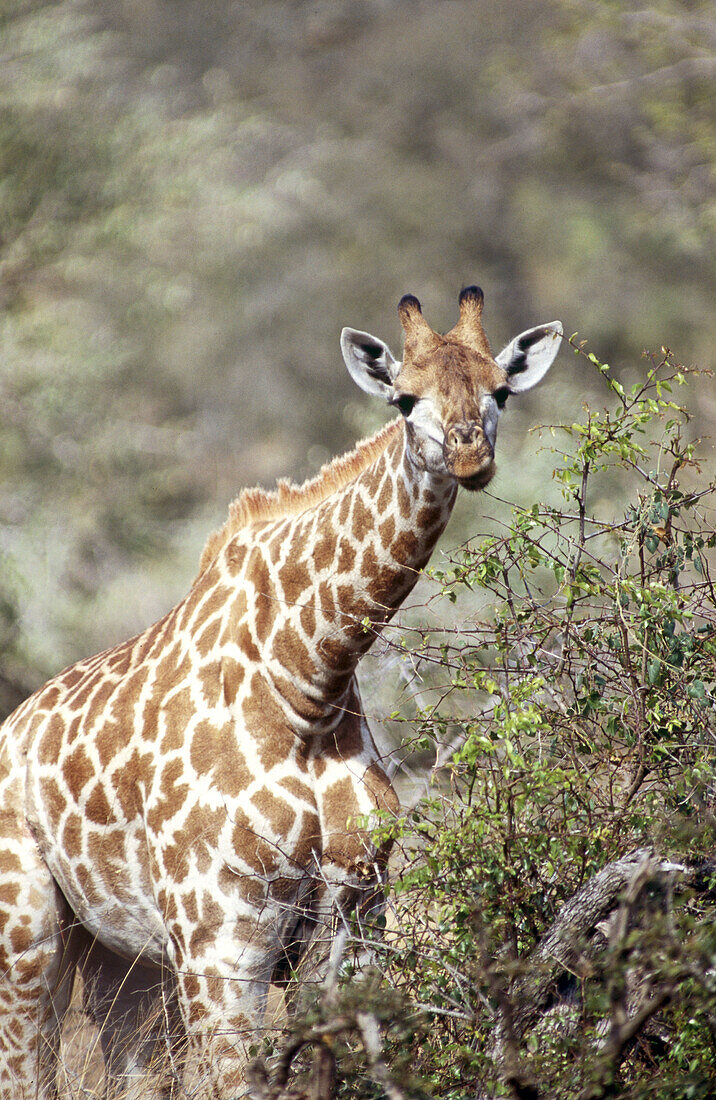 Southern Giraffe (Giraffa camelopardalis). Mala Mala game reserve. South Africa.