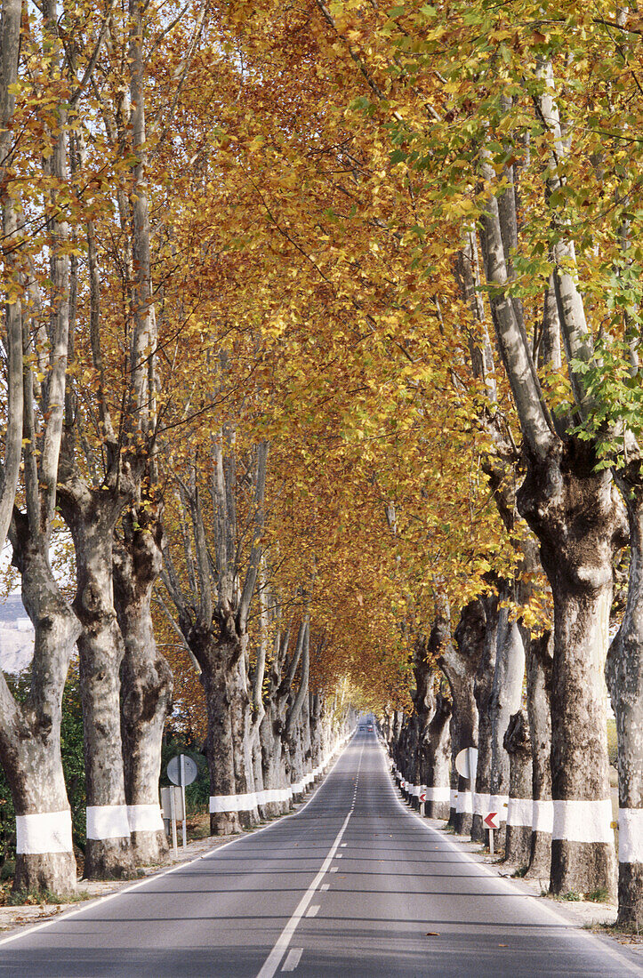Road with lined trees
