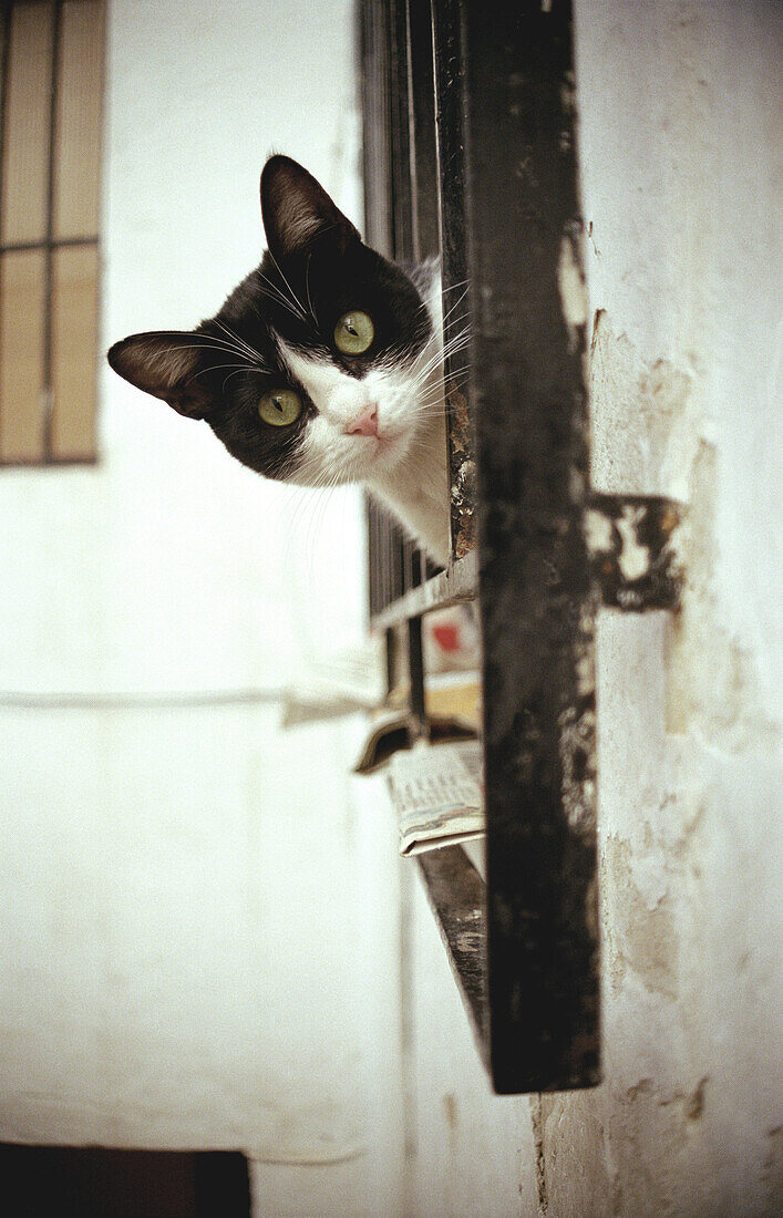  Aussen, Außen, Blick Kamera, Ein Tier, Eins, Farbe, Felis Catus, Fenster, Haustier, Haustiere, Katze, Katzen, Neugier, Tageszeit, Tier, Tiere, Vertikal, K13-213409, agefotostock 