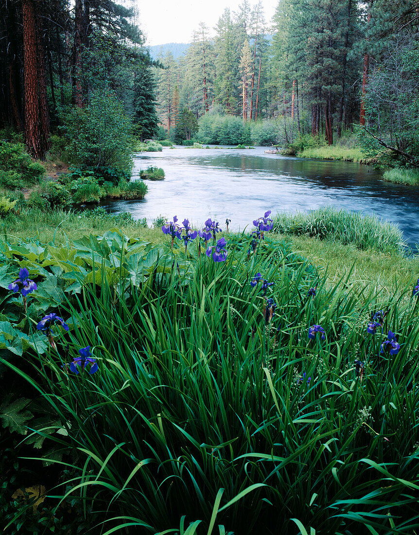 Iris blooms along Metolius River in spring. Deschutes National Forest. Oregon. USA