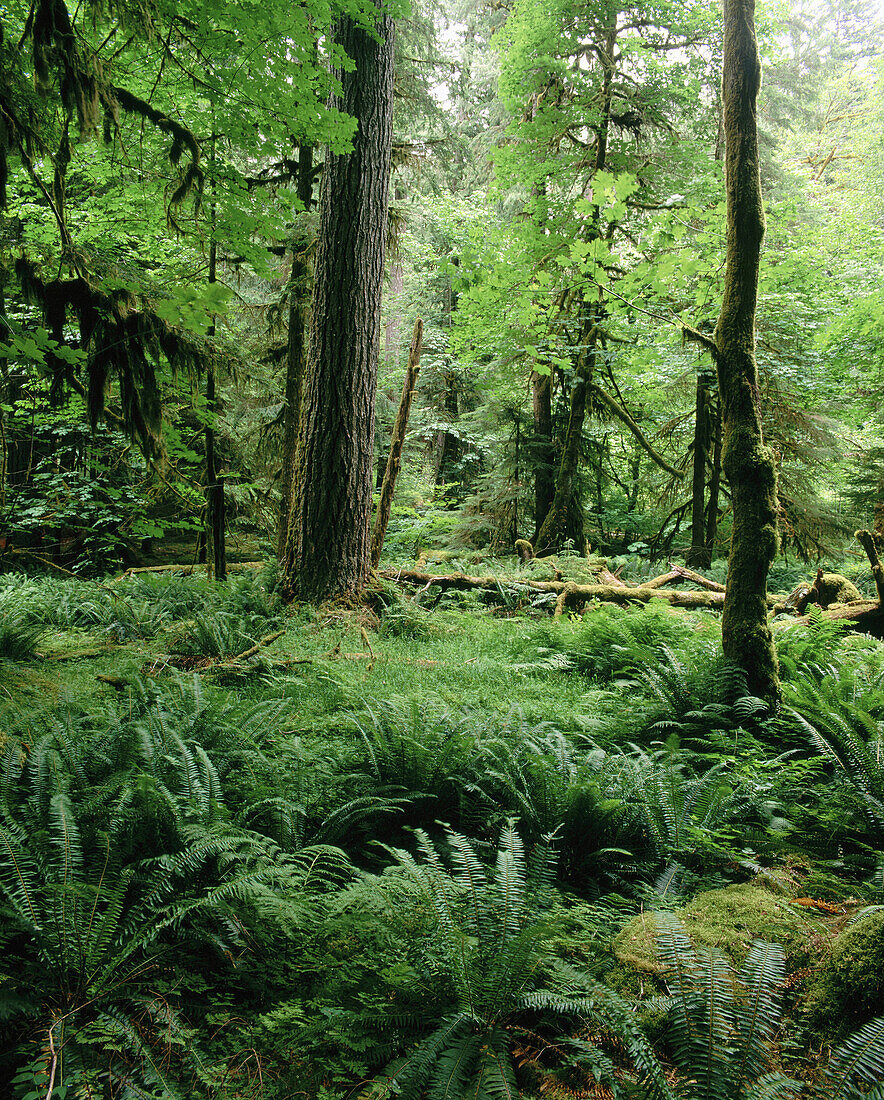 Temperate rain forest, Sol Duc Valley. Olympic National Park. Washington. USA