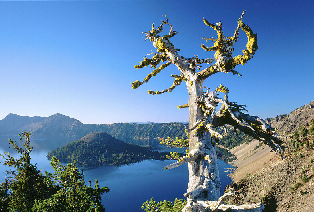 Whitebark Pine (Pinus albicaulis). Snag near Merriam Point, Applegate Pk., Garfield Pk., Wizard Island and Mt. Shasta. Crater Lake National Park. Oregon. USA