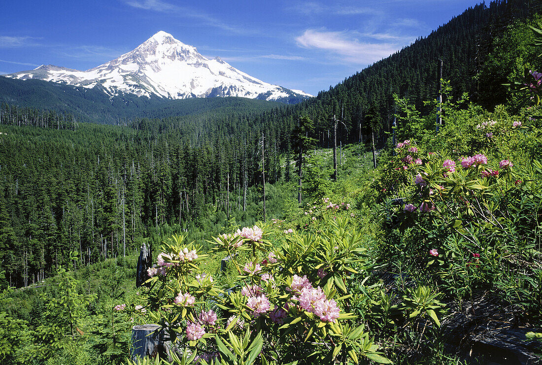 Rhododendrons bloom (Rhododendron sp. ) below Mount Hood at Lolo Pass. Mount Hood National Forest. Oregon. USA