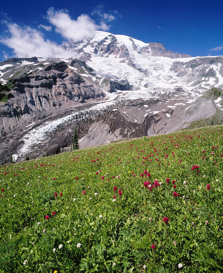 Indian paintbrush (Castilleja Parviflora). Nisqually glacier Mount Rainier at summer. Mount Rainier National Park. Washington. USA