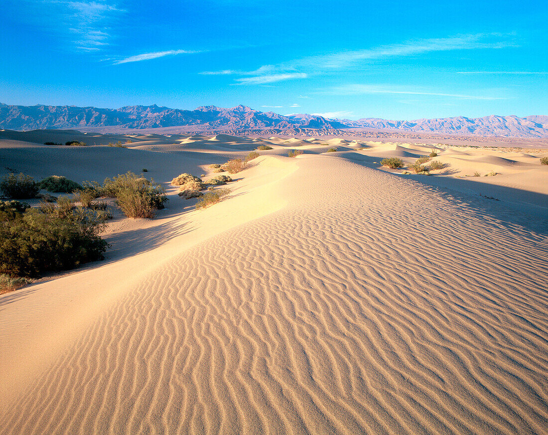 Sand dunes at Stovepipe Wells. Death Valley National Park. Inyo county. California. USA