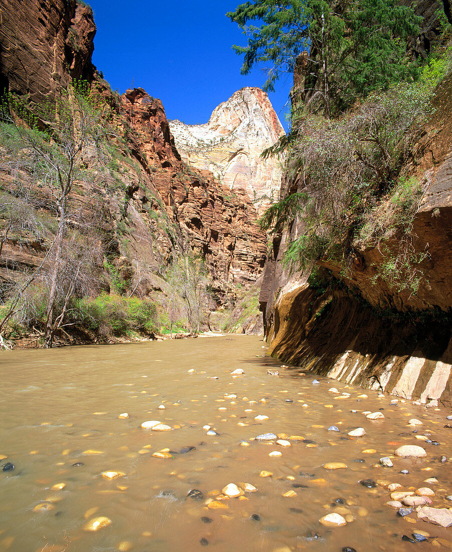 The Virgin River Narrows in Zion National Park. Utah. USA