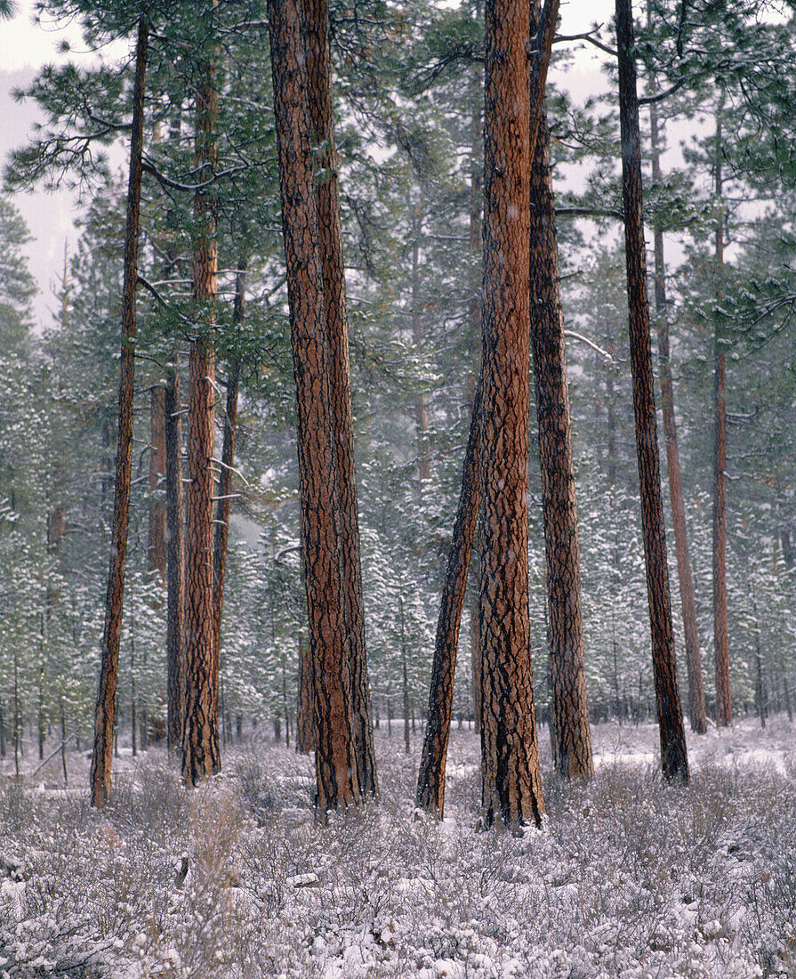 Ponderosa pine trees (Pinus ponderosa) with snow. Metolius Research Natural Area. Deschutes National Forest. Jefferson County. Oregon. USA