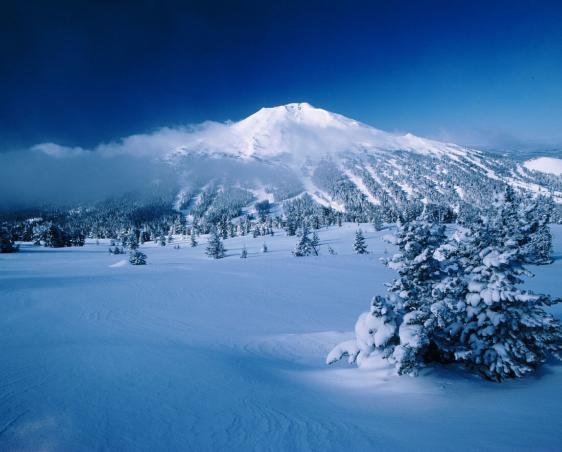 Mount Bachelor from Tumalo Mountain. Deschutes National Forest. Deschutes County. Oregon. USA