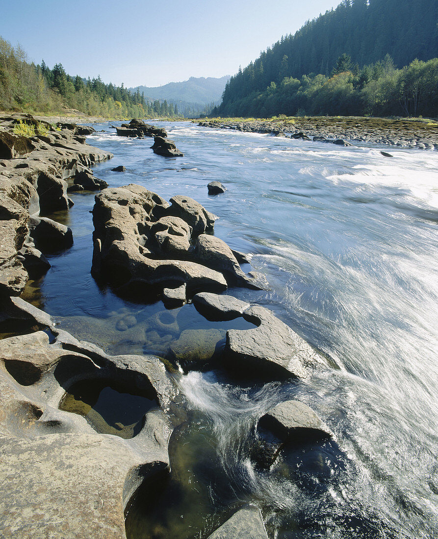Umpqua River, near Elkton. Douglas County. Oregon. USA