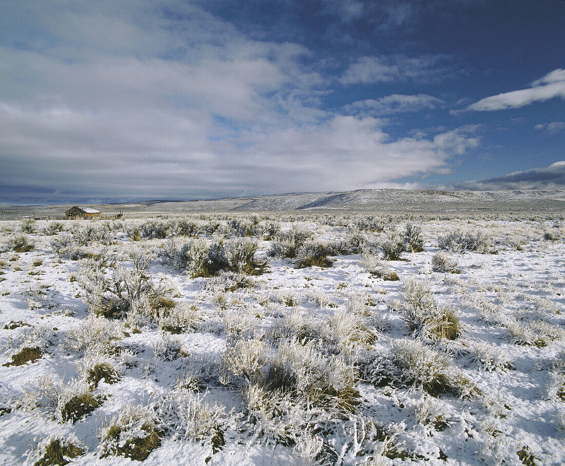 Dusting of snow on Desert Sage (Salvia Dorrii) near town of Wagontire. Eastern Oregon. USA