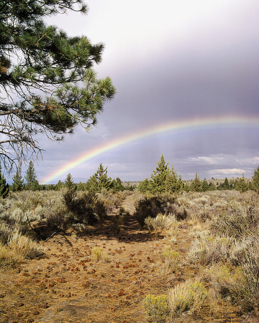 Rainbow over old Wagon road in the high desert of central Oregon. USA