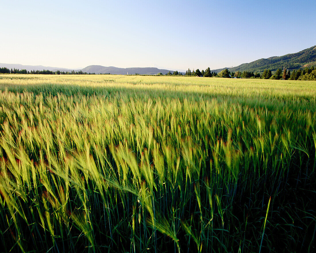 Wheat field, Upper Hood River Valley. Hood River county. Oregon. USA.