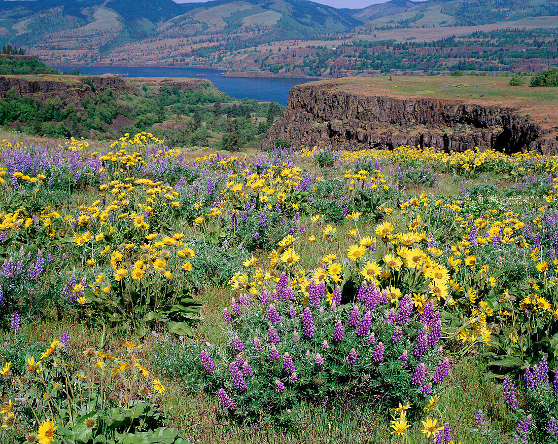Lupine (Lupinus sp.) and Arrowleaf Balsamroot (Balsamorhiza sagittata), Tom McCall Preserve at Rowena. Columbia River Gorge National Scenic Area. Wasco county. Oregon, USA