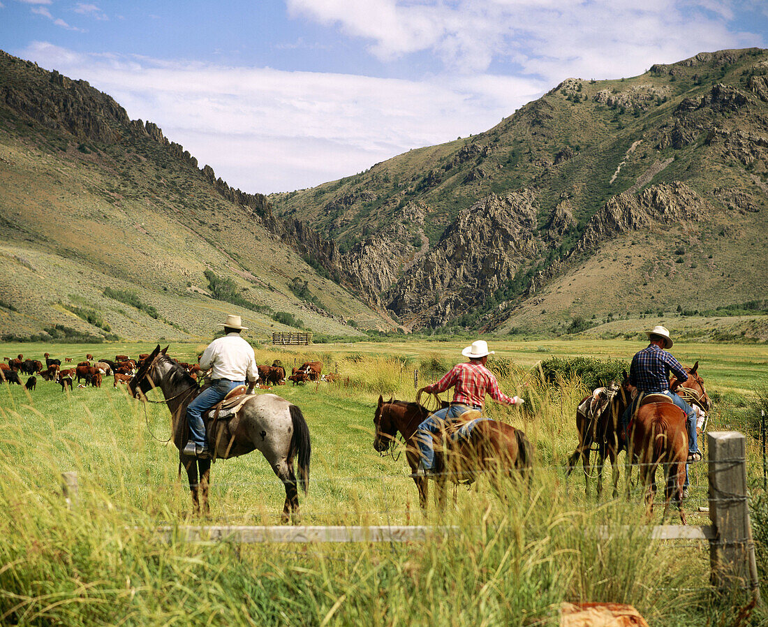Cowboys on cattle roundup. Yp Ranch. Elko County. Nevada. USA.