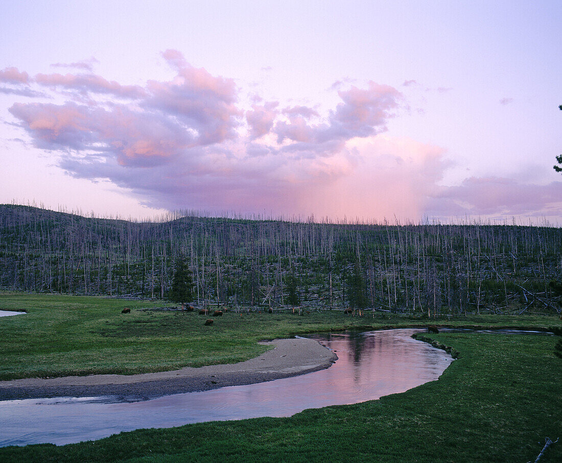 Sunset on the Gibbon river. Yellowstone National Park. Teton County. Wyoming. USA.