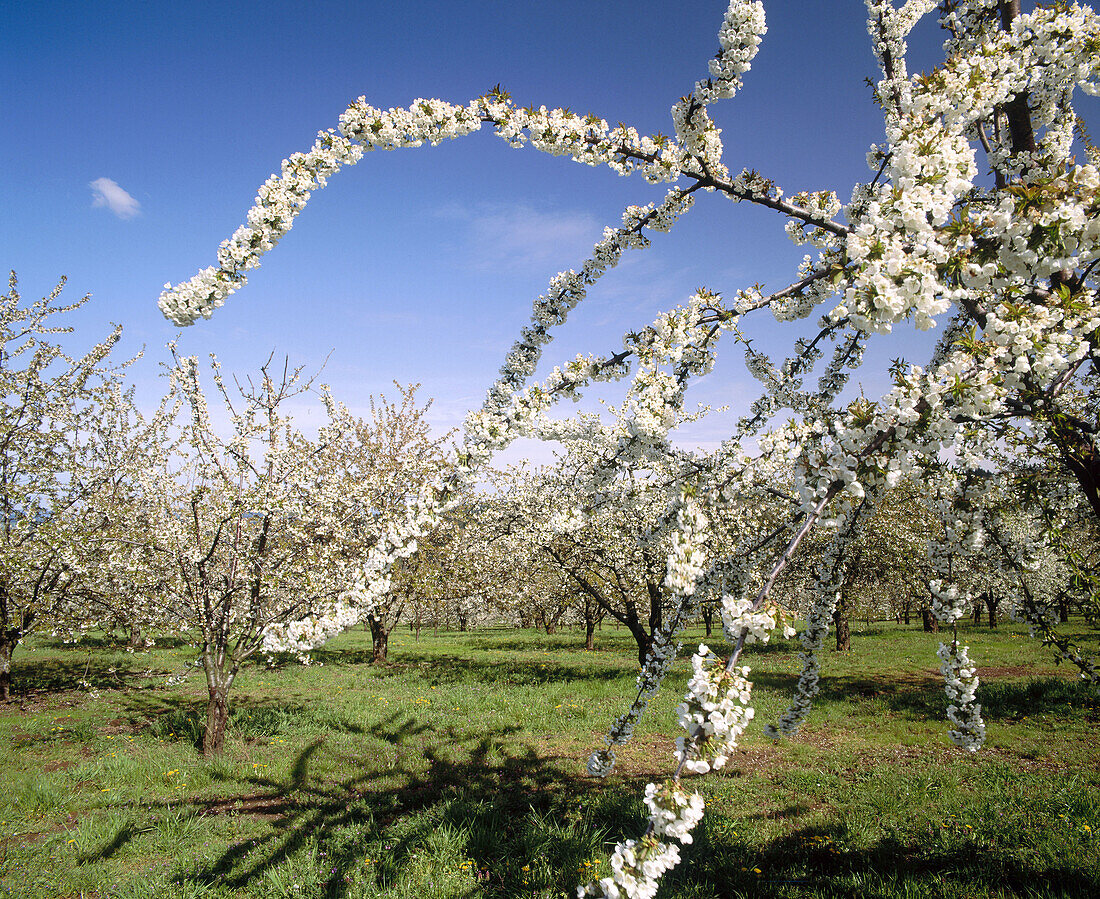 Cherry orchard. Washington County. Oregon. USA.