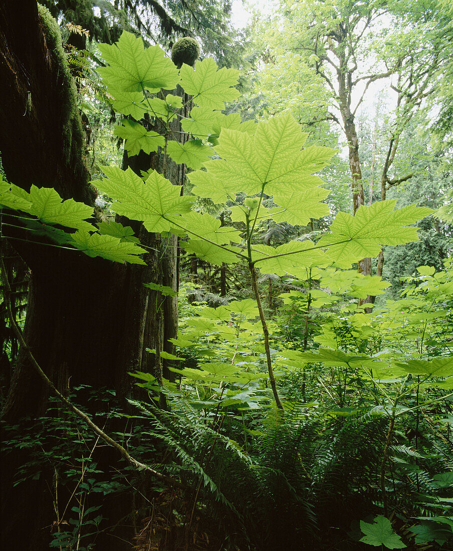 Deer Foot (Achlys triphylla) leaves, temperate rainforest. Mt. Baker-Snoqualmie National Forest. Skagit County, Washington. USA