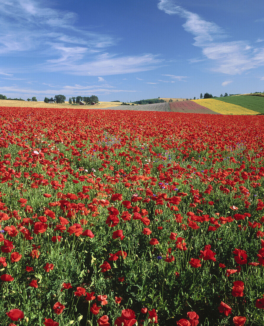 Flanders field poppy (Papaver rhoeas). Seed farm, Silverton Hills. Marion County. Oregon. USA.