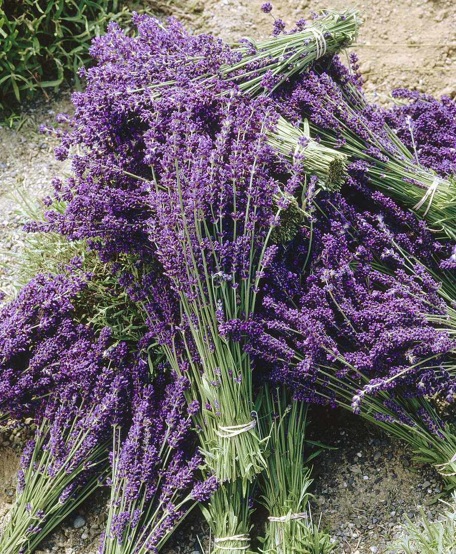 Harvested lavender (Lavandula) cut and bundled. Sequim. Clallam County. Washington. USA.