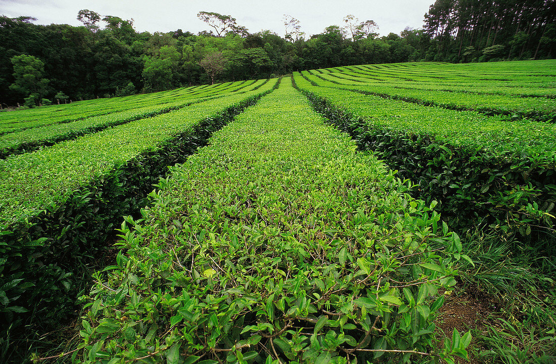 Tea plantation. Misiones province. Argentina