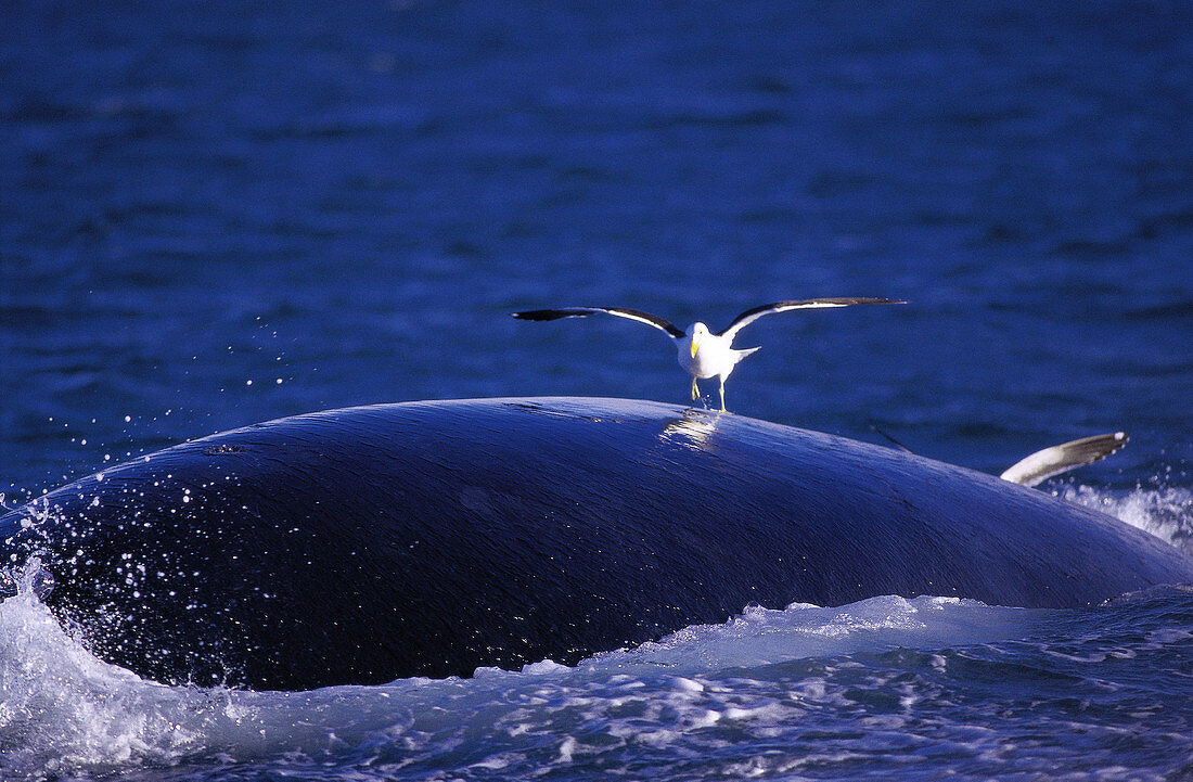 Seagull pecking at whale s back. Valdés Peninsula. Argentina