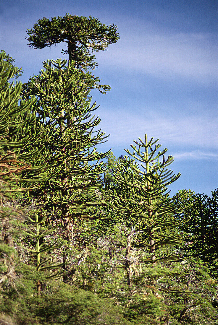 Aracauria forest, near Lake Aluminé. Neuquén province. Argentina