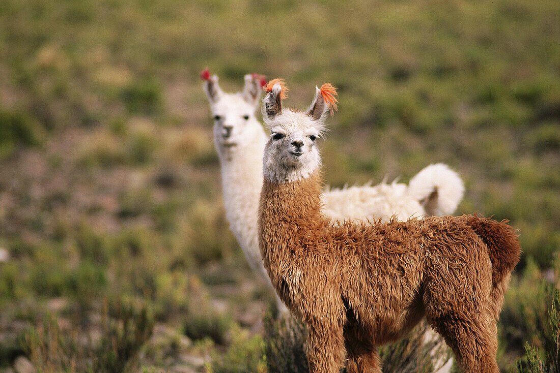 Little llamas. Puna Region. Jujuy province. Argentina