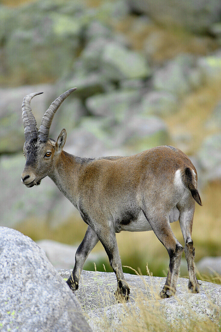 Spanish Ibex (Capra pyrenaica), Sierra de Gredos. Ávila province, Castilla-La Mancha, Spain
