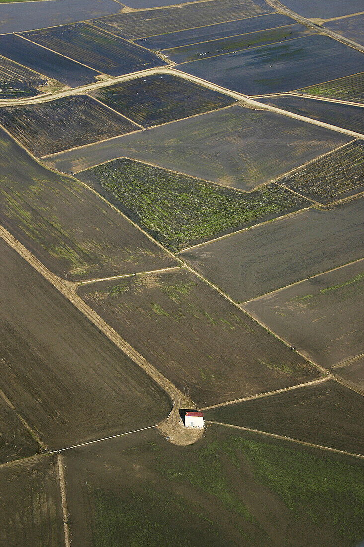 Rice fields. Valencia province, Comunidad Valenciana, Spain