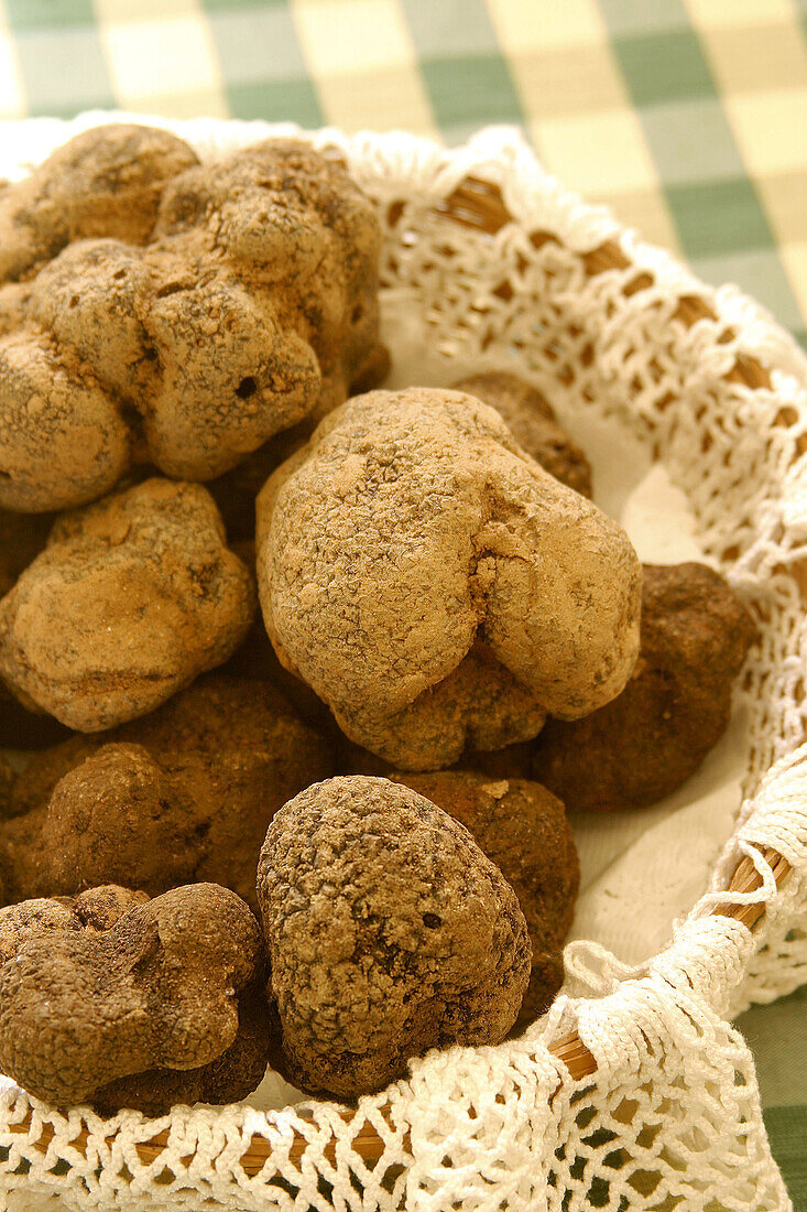 Truffles. El Toro. Castellón province, Spain