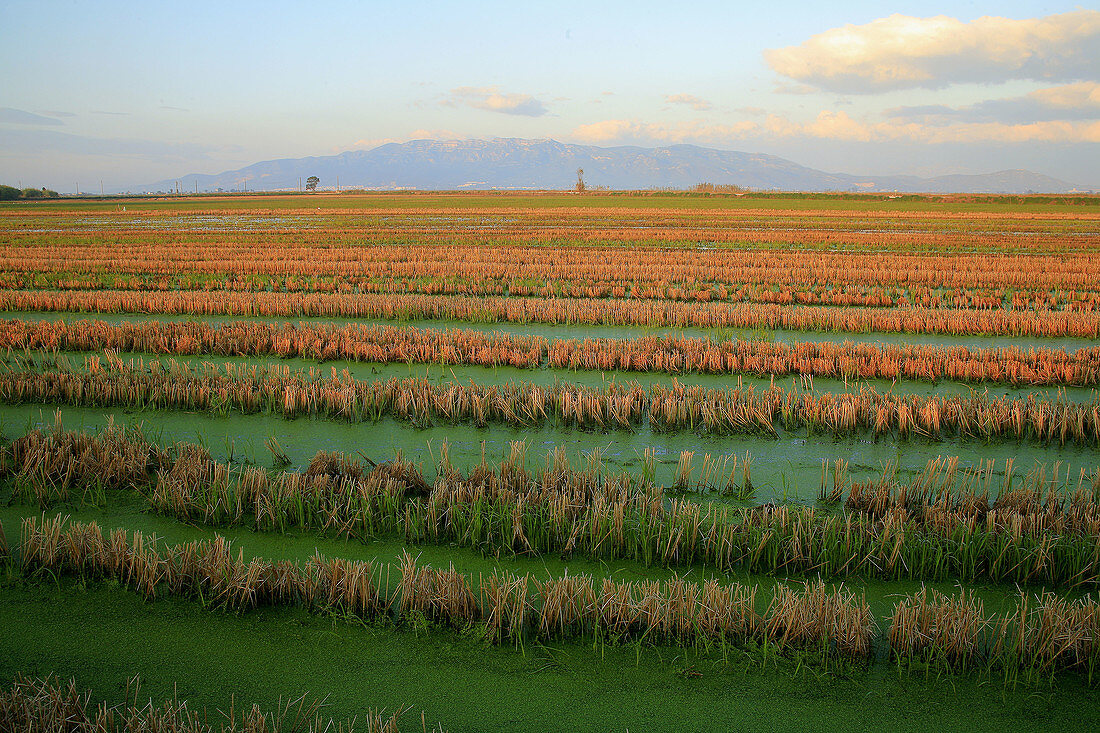 Ricefields in Poble Nou. Parque natural Delta del Ebro. Tarragona province, Catalonia, Spain