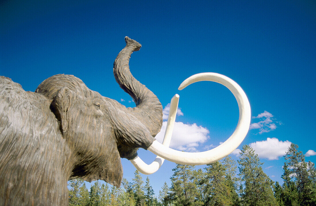 Wooly mammoth (Mammuthus primigenius) Yukon Beringia Interpretive Centre. Whitehorse. Yukon. Canada