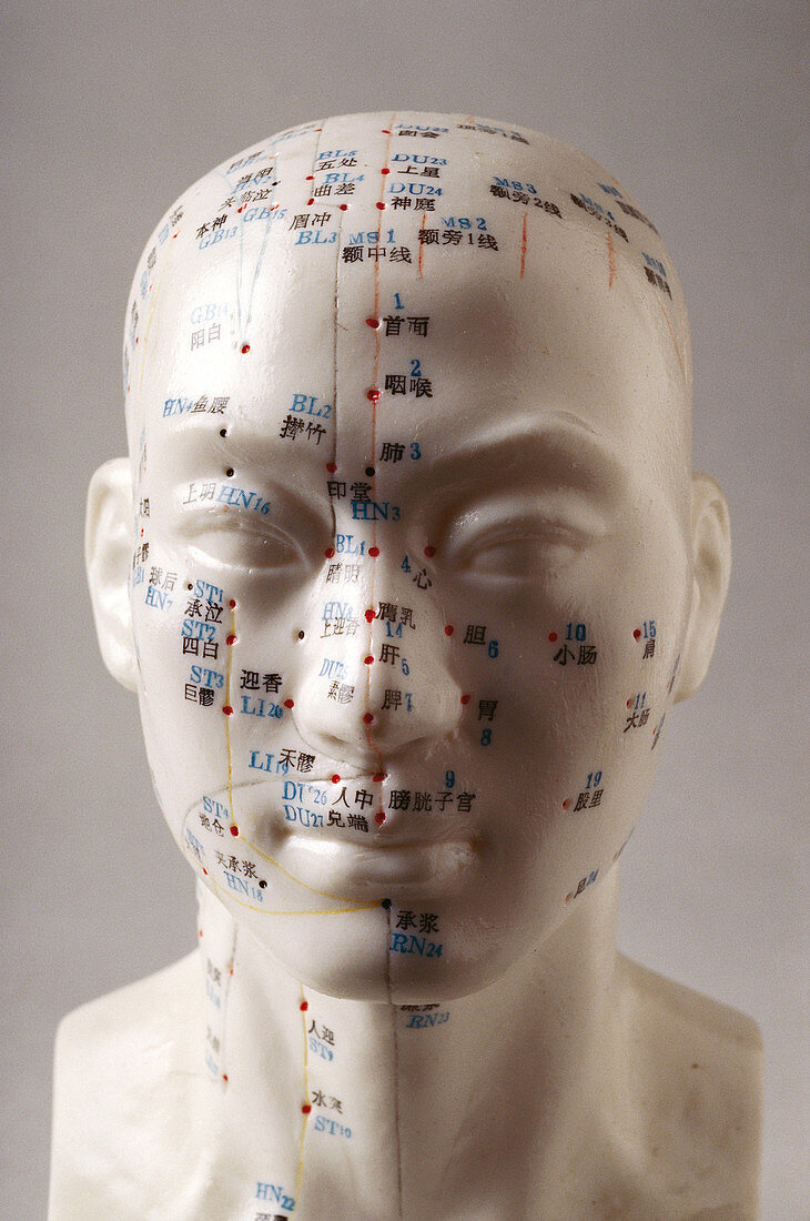 Acupuncture head model