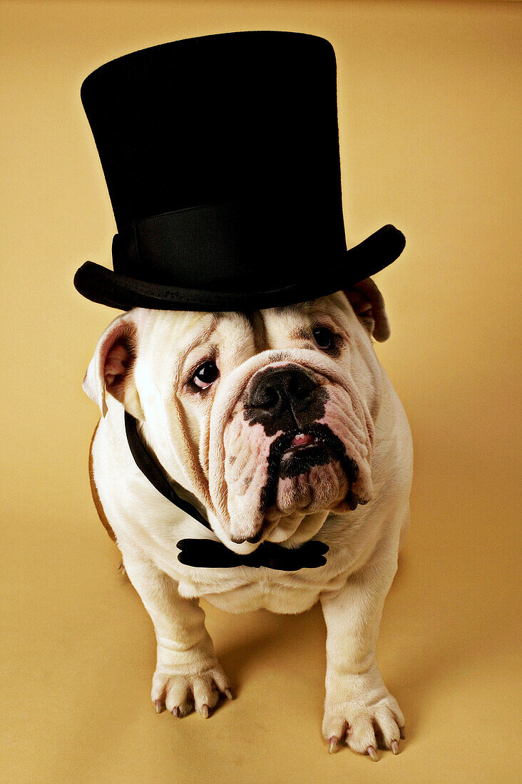 English Bulldog with top hat