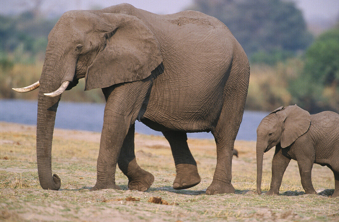 African Elephants (Loxodonta africana), mother and young. Chobe National Park. Botswana