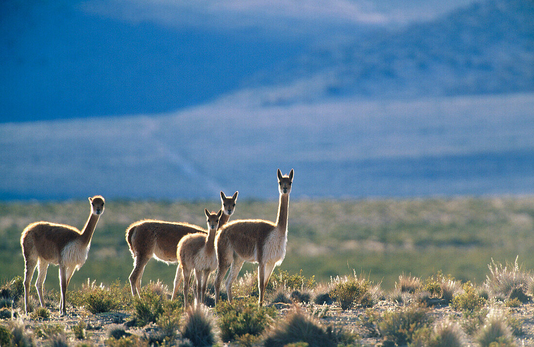 Vicunas (Vicugna vicugna). Lauca National Park. Chile