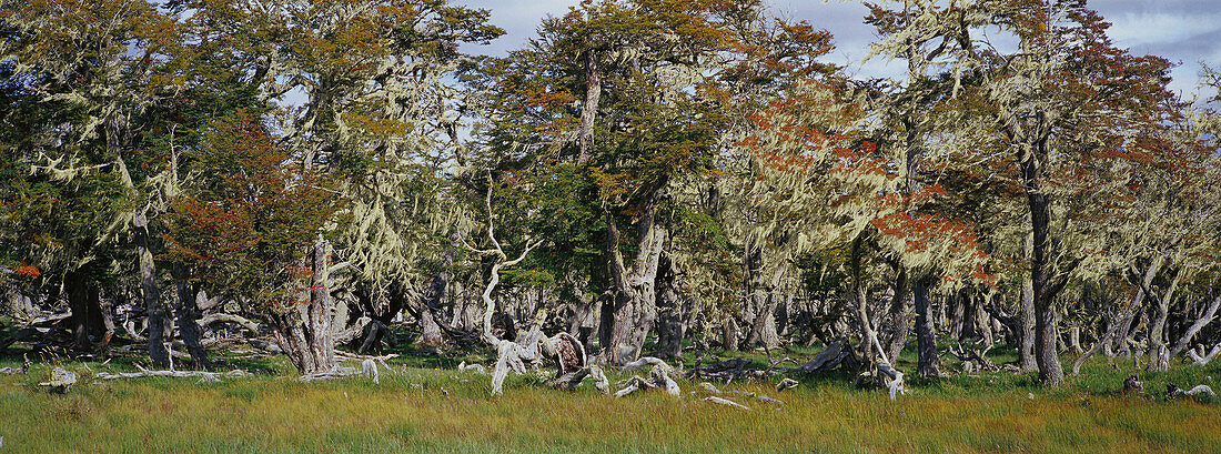 Beech trees. Torres del Paine National Park. Patagonia. Chile