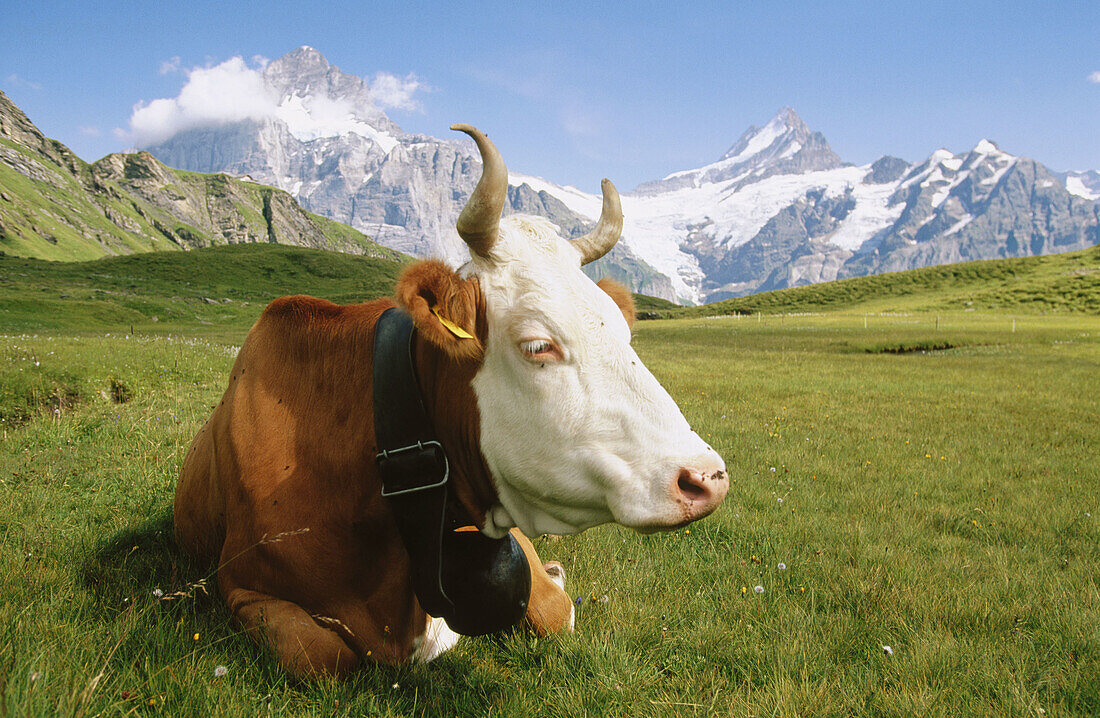 Cow in front of Alps, Berner Oberland. Switzerland