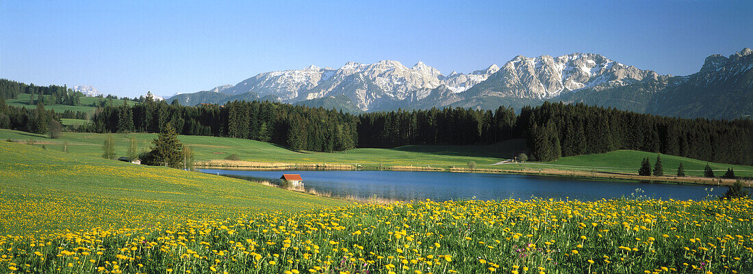 Meadow with dandelions and Allgauer Alps in spring. Allgau, Germany