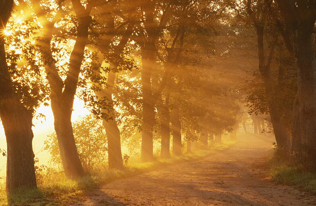 Alley illuminated by sunrays in Rugen Island, Germany