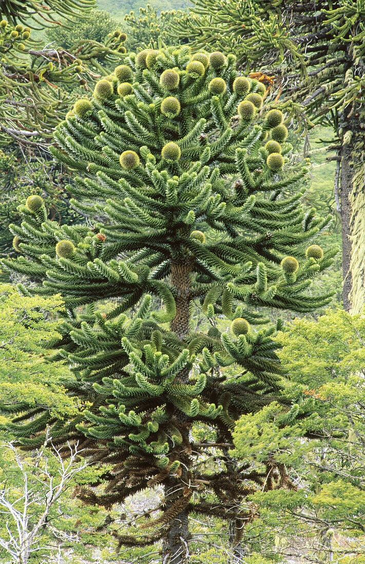 Aracauria forest in Chile