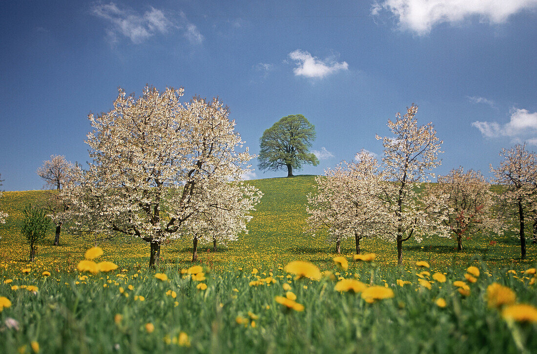 Orchard, lime-tree and blooming cherry trees in a meadow with dandelions.