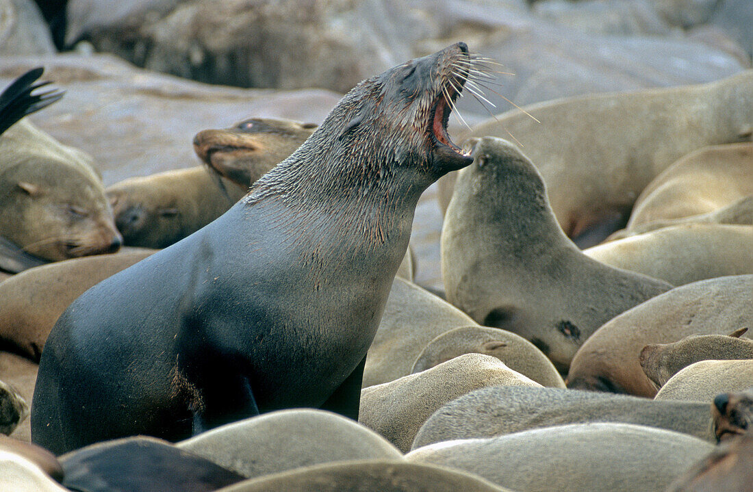 South African Fur Seals. Cape Cross. Namibia.