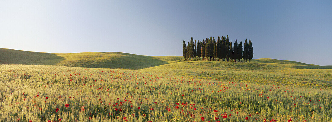 Group of cypresses in field with poppies. Val d Orcia. Tuscany. Italy.