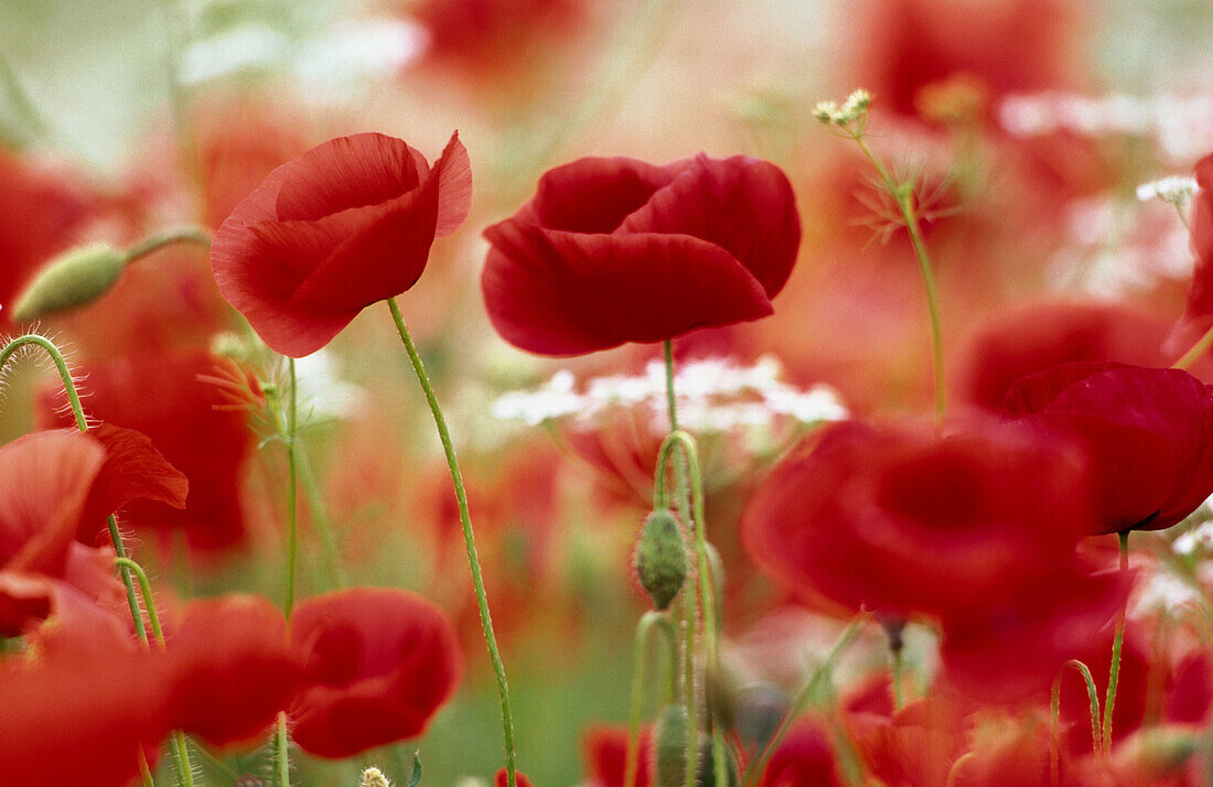 Poppies. Val d Orcia. Tuscany. Italy.