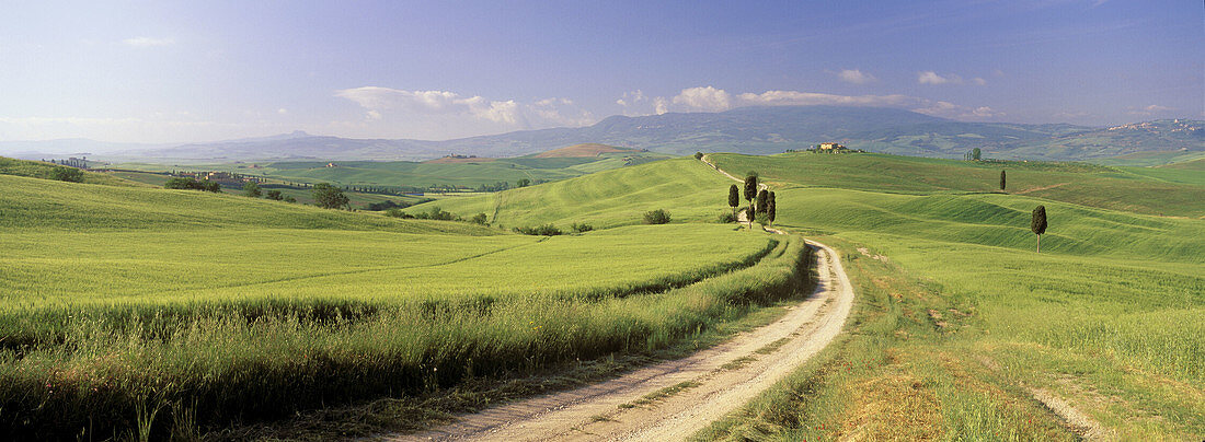 Farms and path with cypress trees, Val d Orcia, Pienza,Tuscany, Italy