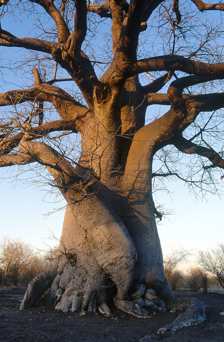 Baobab (Adansonia digitata). Kaudom, Namibia