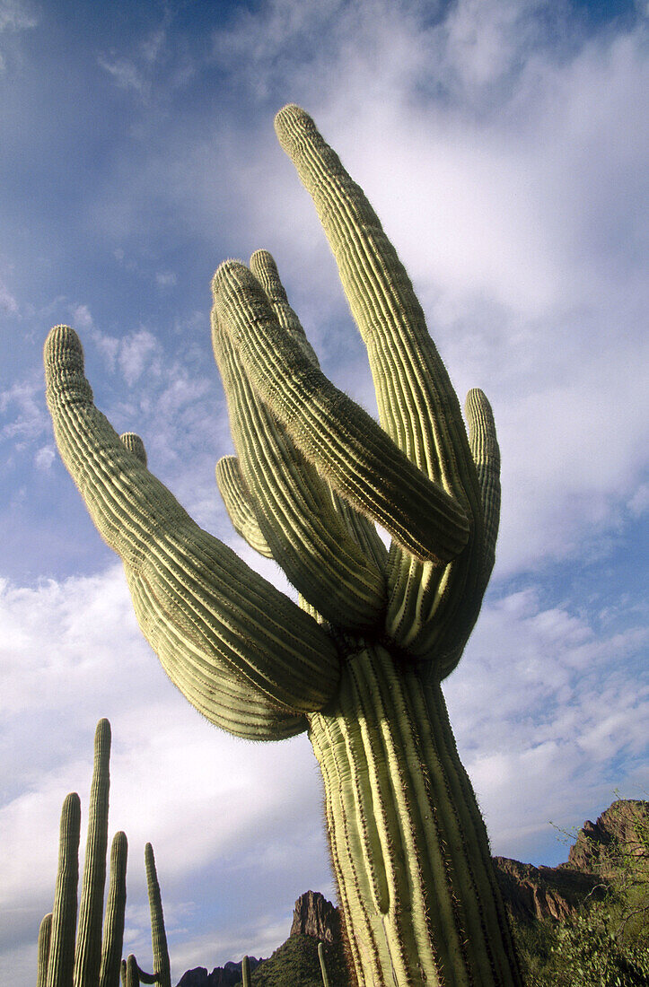 Saguaro Cacti (Carnegiea gigantea), Superstition Mountains. Sonoran desert, Arizona, USA