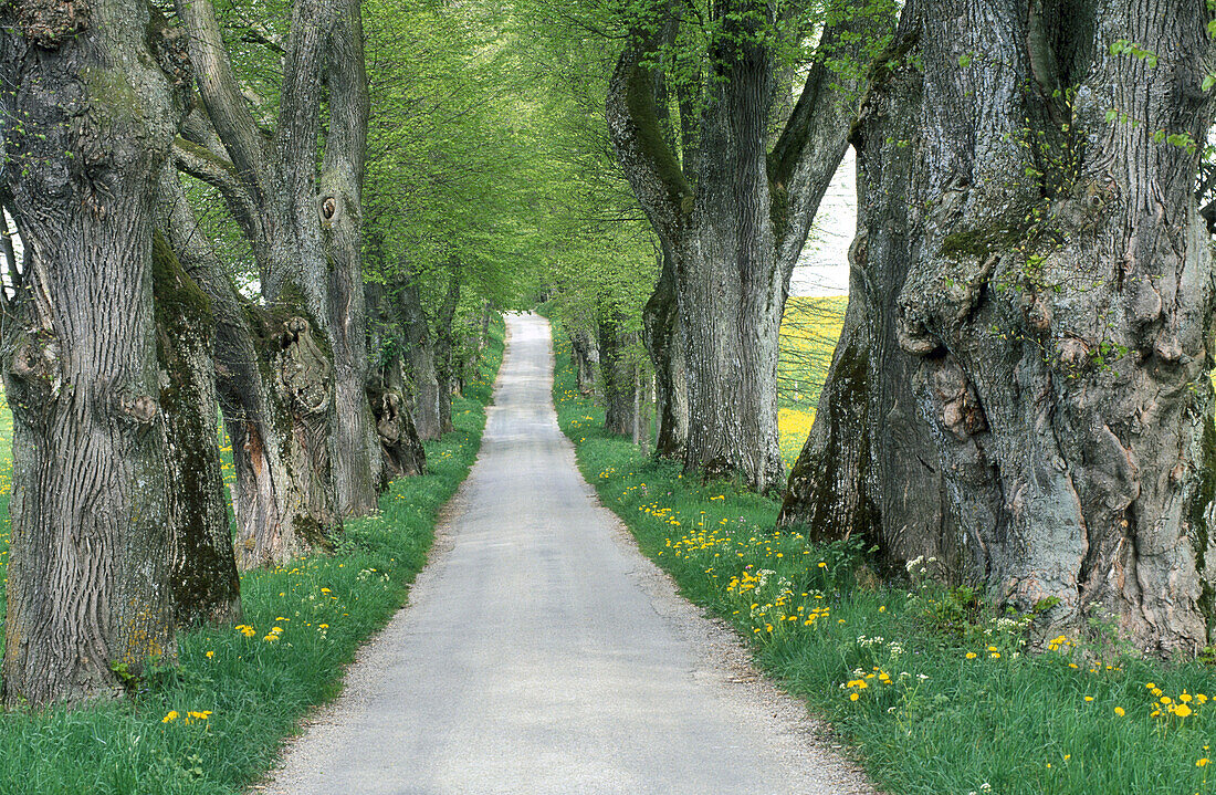 Alley, lime trees. Bavaria, Germany